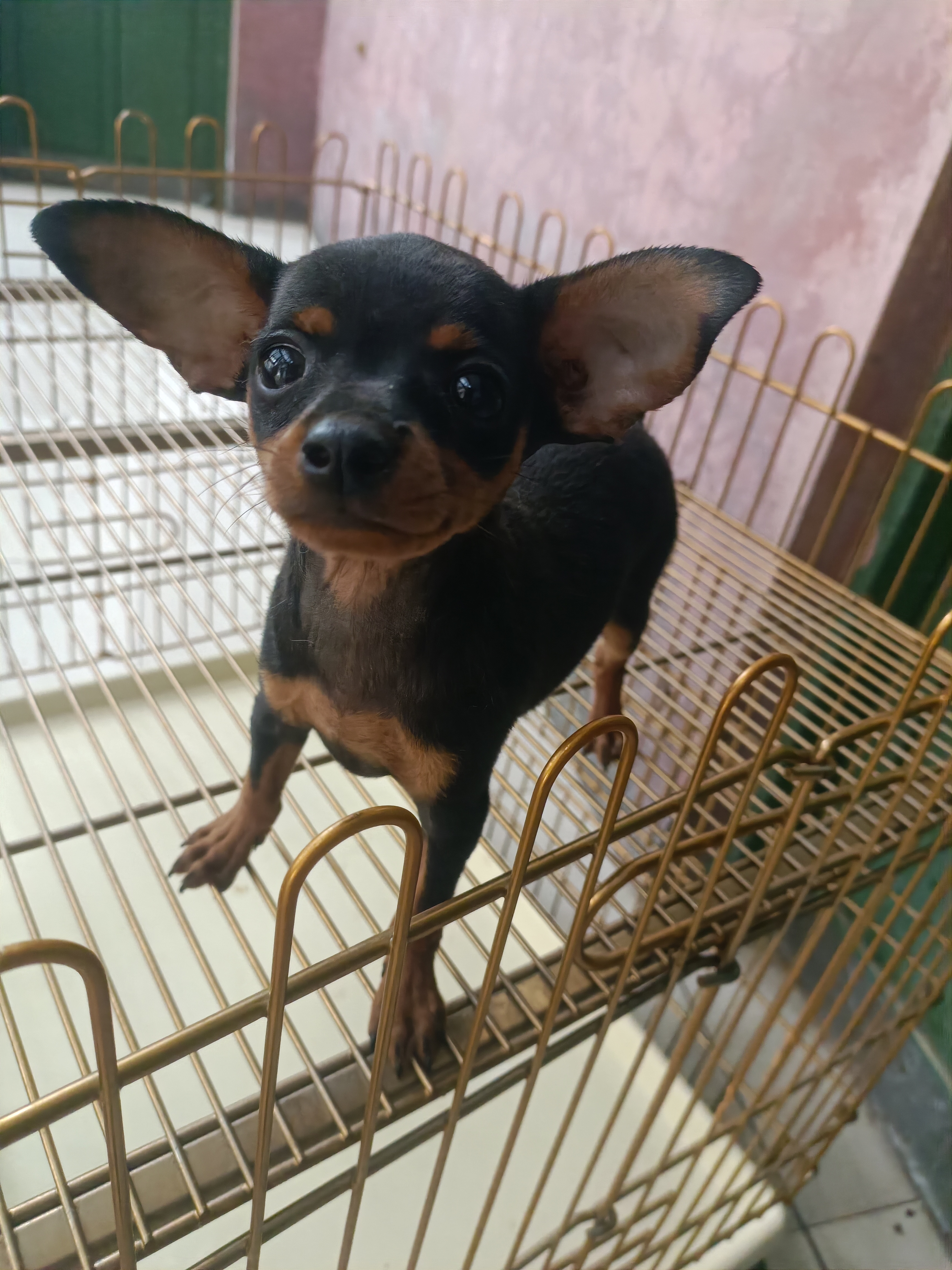 小鹿犬，活泼可爱，不掉毛，没体味支持平台下单
